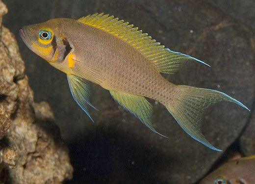 Neolamprologus Pulcher "Daffodil" - Sanctuary Cichlids
