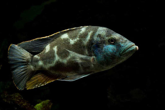 Nimbochromis Livingstoni - Sanctuary Cichlids