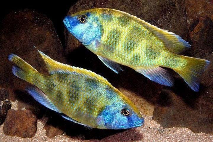 Nimbochromis Venustus - Sanctuary Cichlids