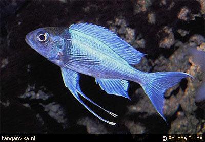 Ophthalmotilapia Ventralis Chaitika Black Head - Sanctuary Cichlids