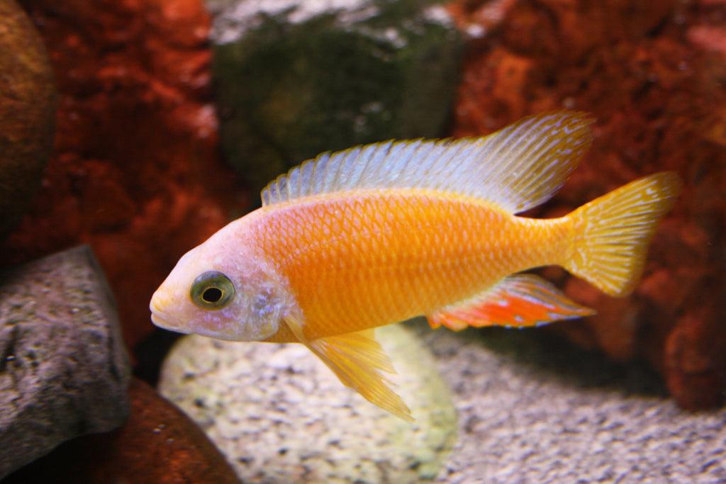 Albino Protomelas steveni Taiwan cichlid with orange and white scales in aquarium