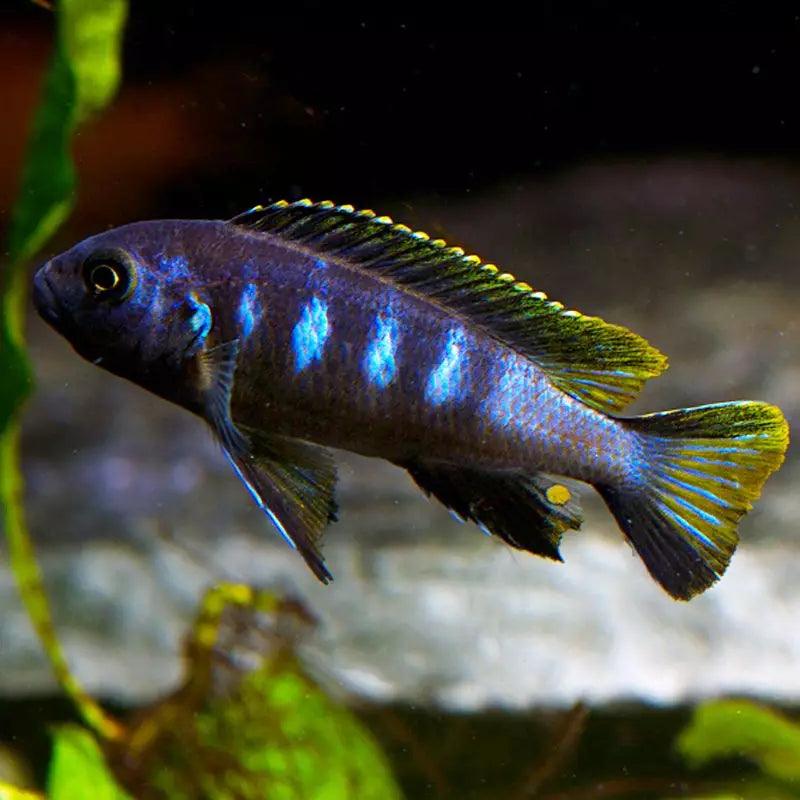 Pseudotropheus elongatus cichlid with blue and yellow fins swimming in aquarium