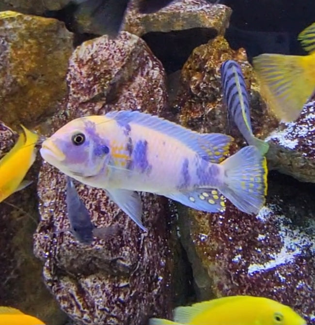Colorful cichlid fish with blue and yellow markings swimming near rocks in aquarium