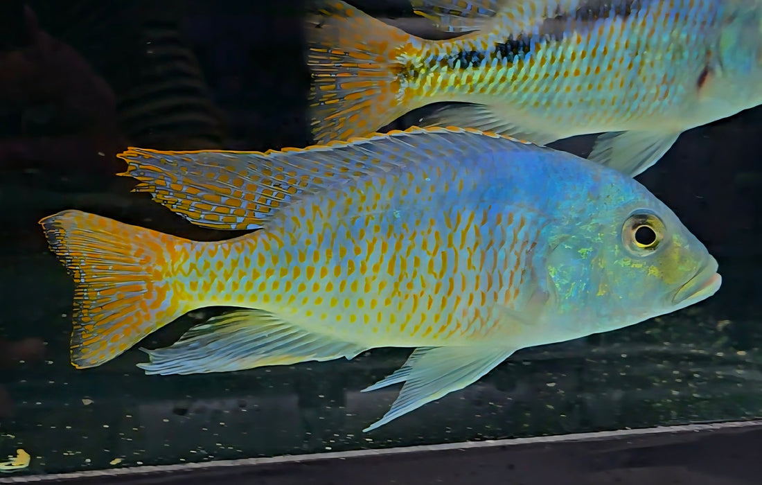 Colorful aquarium cichlid fish with blue and yellow patterns swimming in a tank