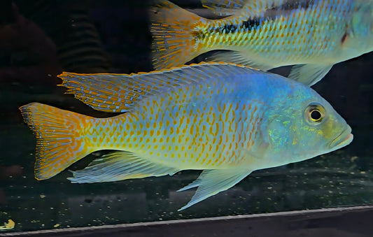 Colorful aquarium cichlid fish with blue and yellow patterns swimming in a tank