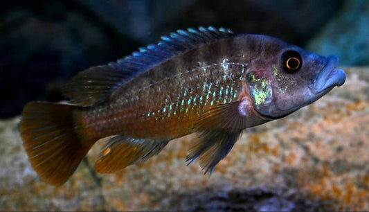 Abactochromis labrosus