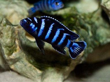 Blue African cichlid fish with black stripes swimming near aquarium rocks