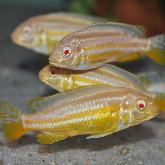 Melanochromis Auratus Albino