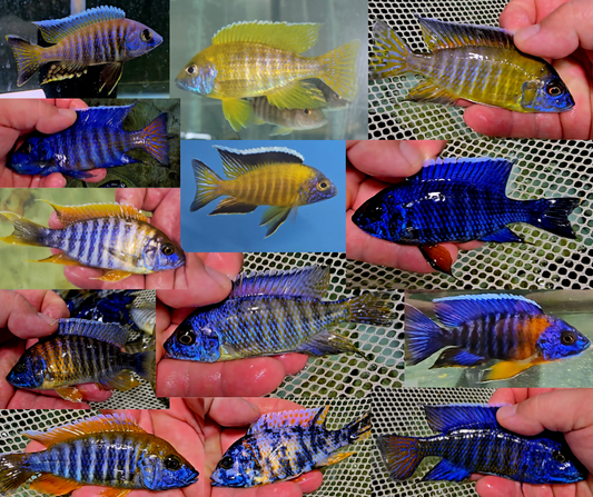 Assorted colorful African Peacock cichlid fish held in hands, ideal for aquariums.
