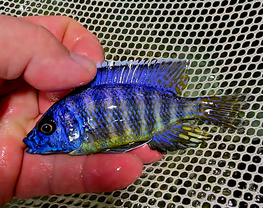 "Blue Regal Peacock", Aulonocara koningsi "Mbenji"
