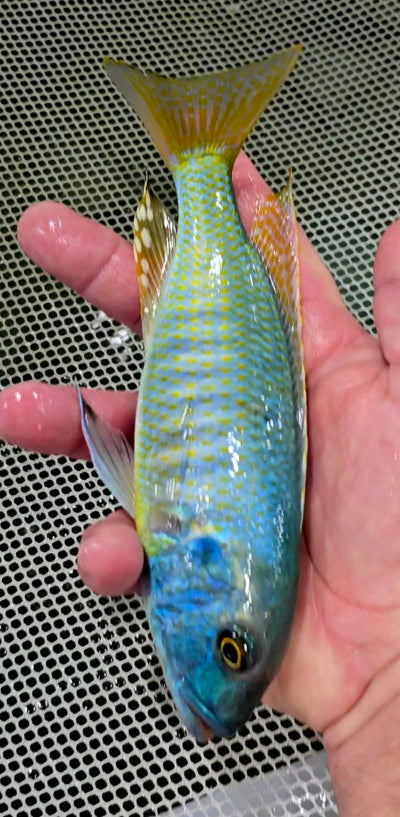 Buccochromis Lepturus Green