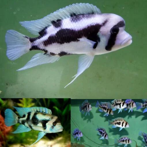 "Black Widow", Cyphotilapia Frontosa