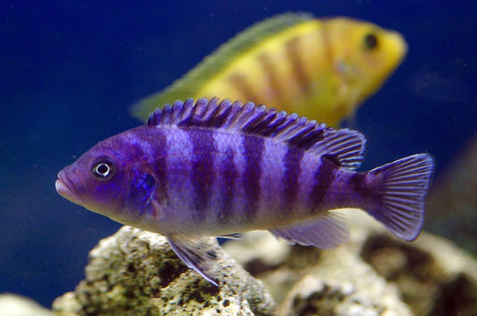 Kenyi Cichlid, Metriaclima Lombardoi