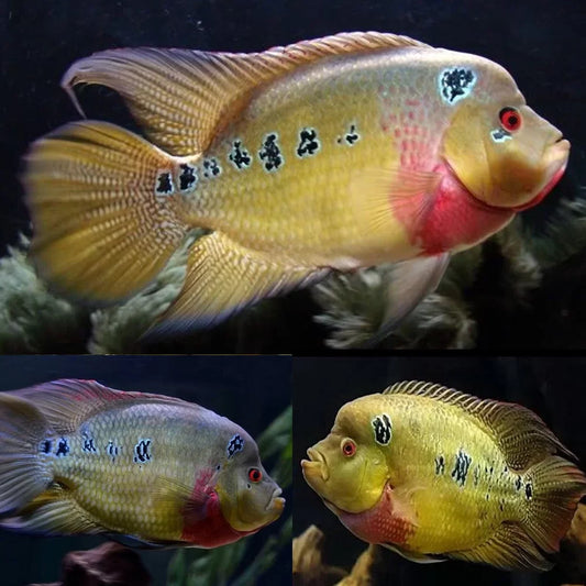 Trimac cichlid (Amphilophus trimaculatus) MEDIUM