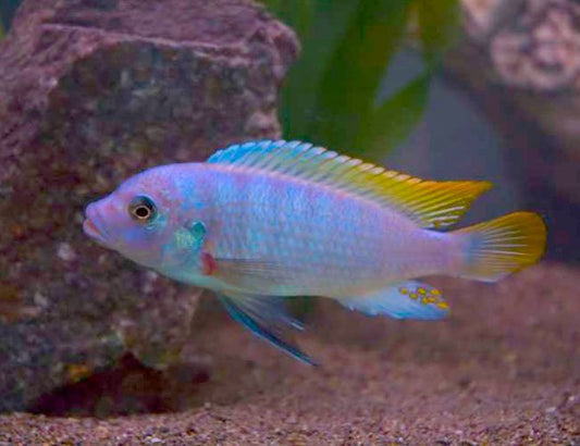 Ice Blue Zebra Cichlid (Maylandia greshakei)
