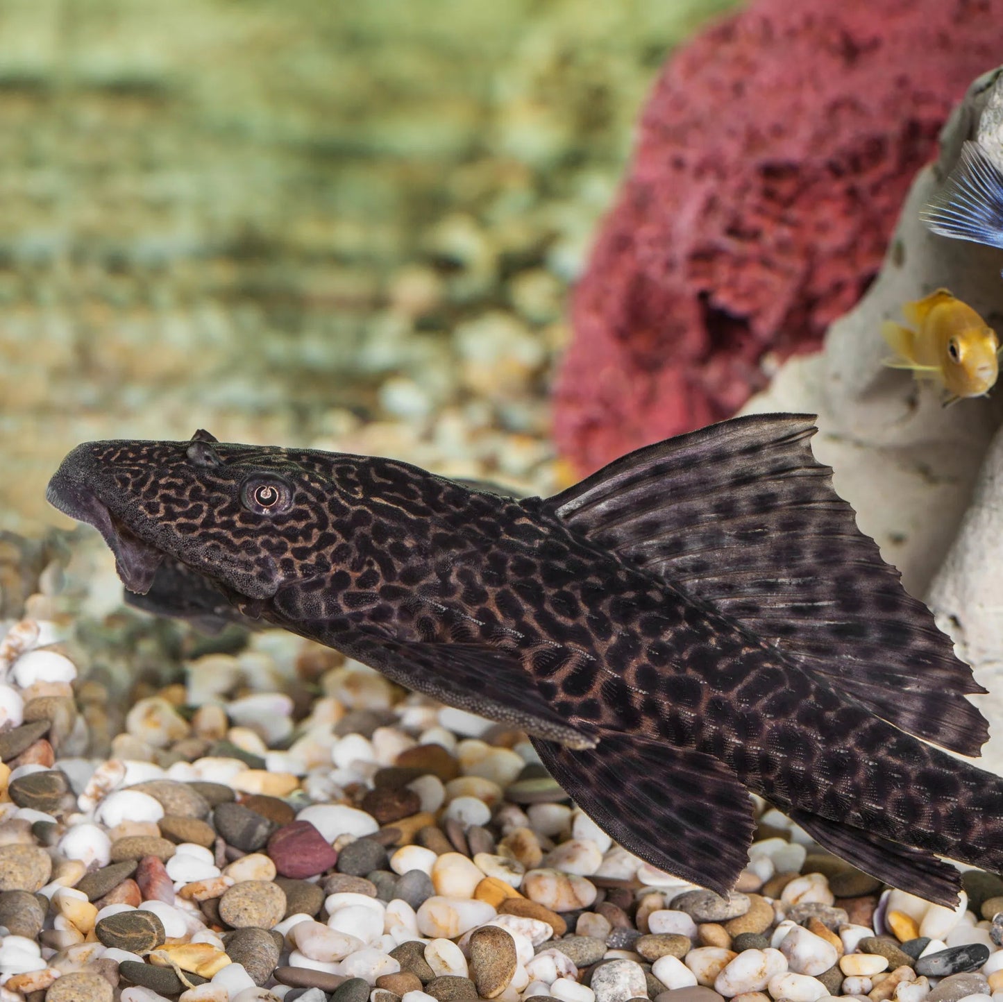 "Common Pleco", Hypostomus plecostomus