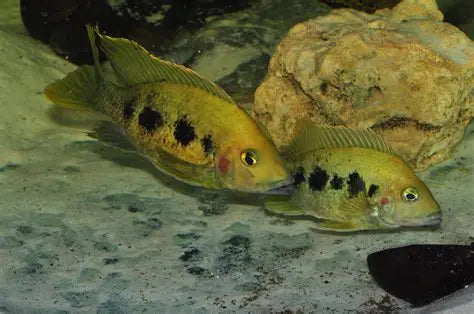 "East Coast Gold Cichlid", Ptychochromis Grandidieri