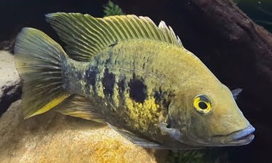 "East Coast Gold Cichlid", Ptychochromis Grandidieri