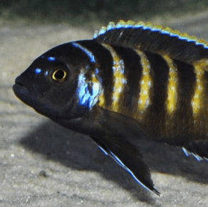 Elongatus Chailosi cichlid with blue and yellow stripes swimming over sandy substrate