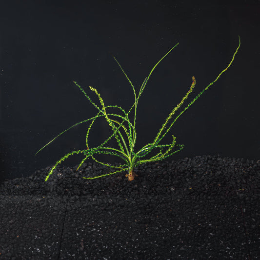 Crinum Calamistratum