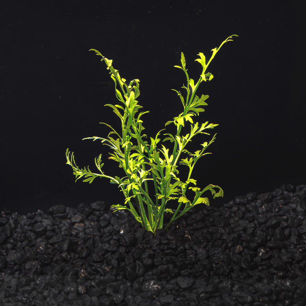 Water Sprite Lace | Indian Fern