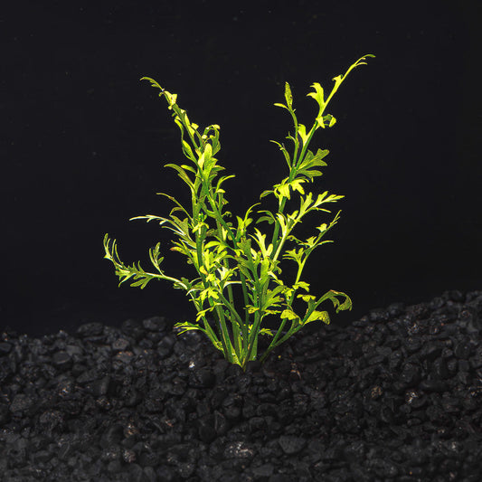 Water Sprite Lace | Indian Fern