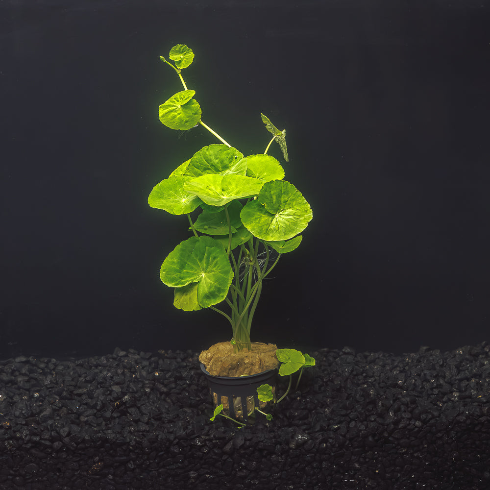 Pennywort | Hydrocotyle leucocephala