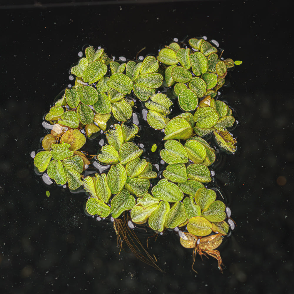 Water Spangle | Salvinia Minima