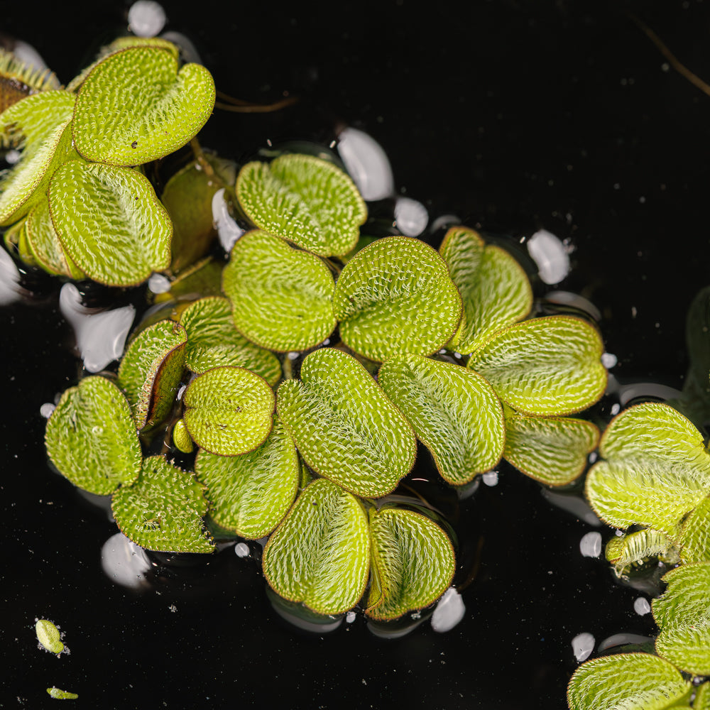 Water Spangle | Salvinia Minima