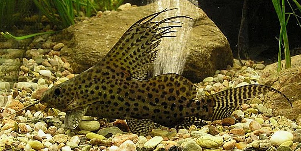 "Featherfin Squeaker Catfish", Synodontis Eupterus