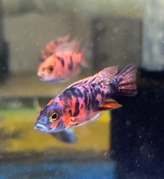 Aulonocara OB Peacock Red/blue