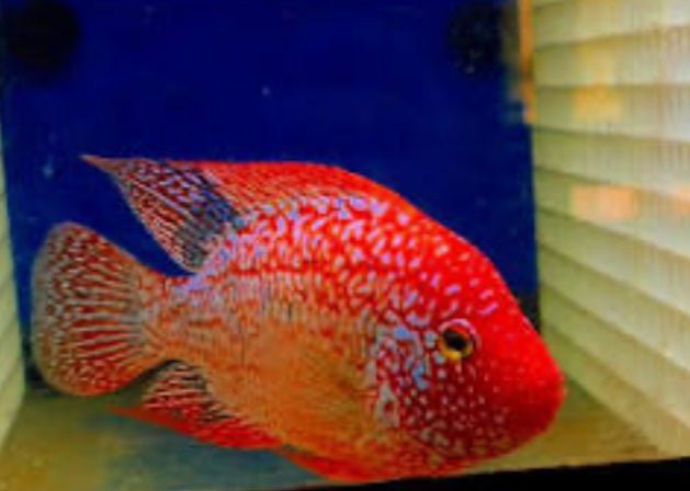 SRT F4 Super Red Texas Cichlid 2.5"-3"
