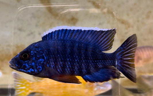 Aulonocara Stuartgranti "Blue Regal Maclear" - Sanctuary Cichlids