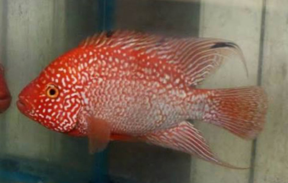 SRT F4 Super Red Texas Cichlid 2.5"-3"
