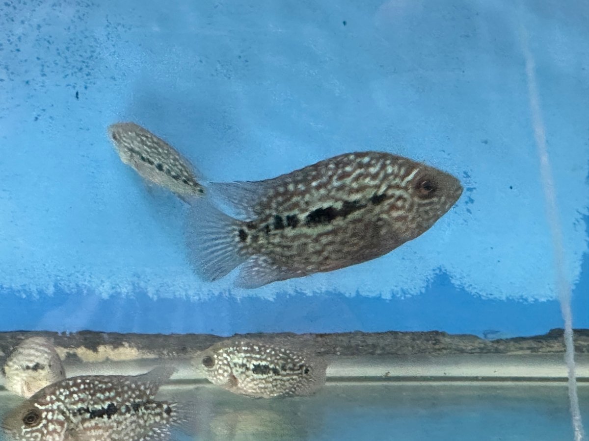 SRT F4 Super Red Texas Cichlid 2.5"-3"