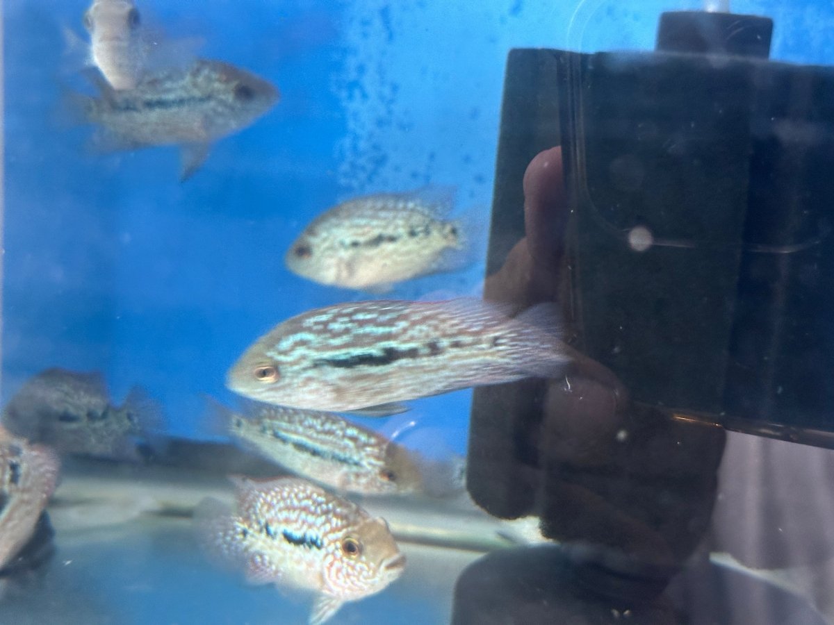 SRT F4 Super Red Texas Cichlid 2.5"-3"