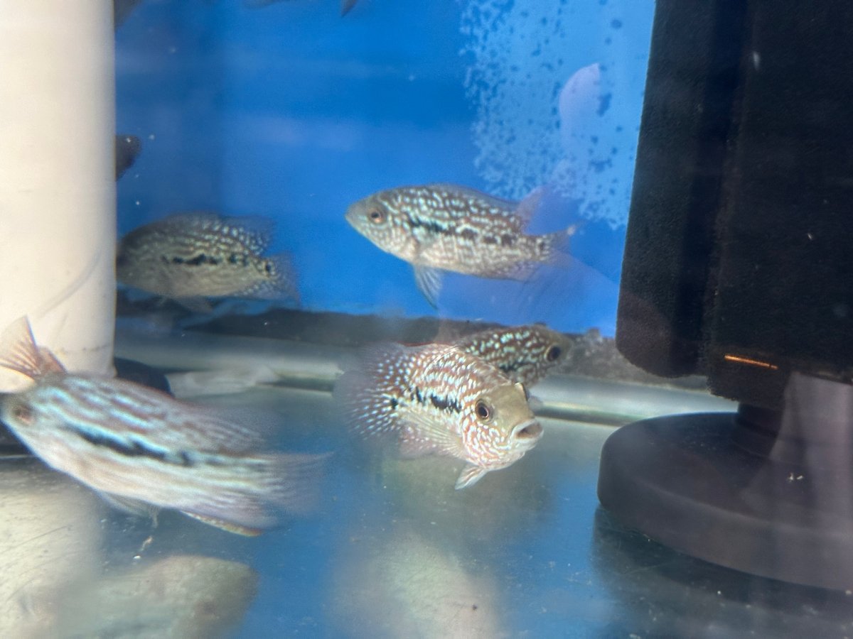 SRT F4 Super Red Texas Cichlid 2.5"-3"