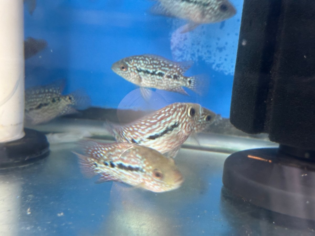 SRT F4 Super Red Texas Cichlid 2.5"-3"