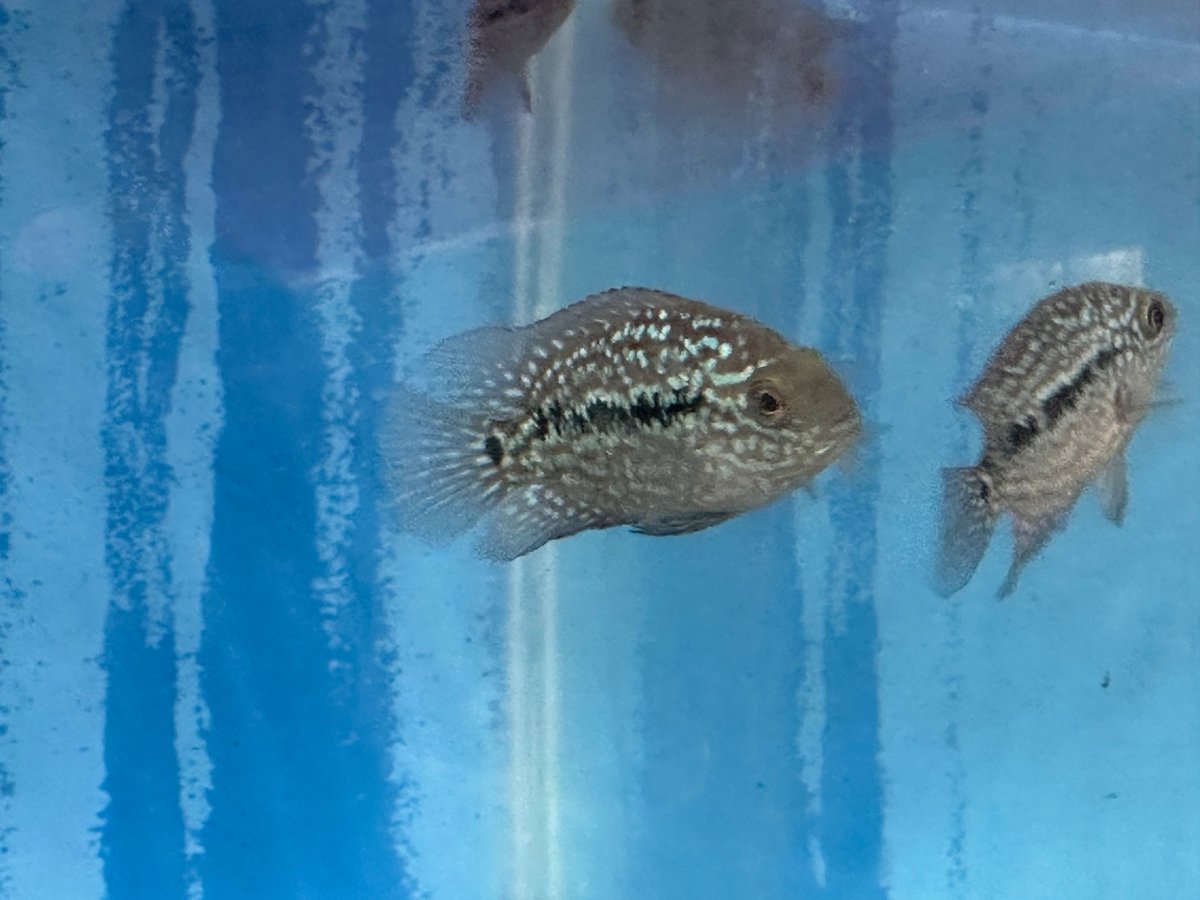 SRT F4 Super Red Texas Cichlid 2.5"-3"