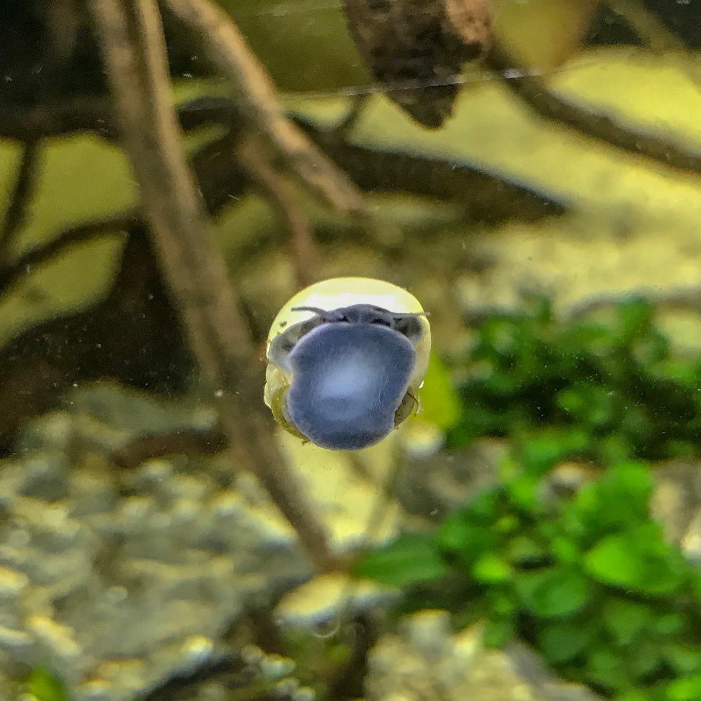 Mystery Snails