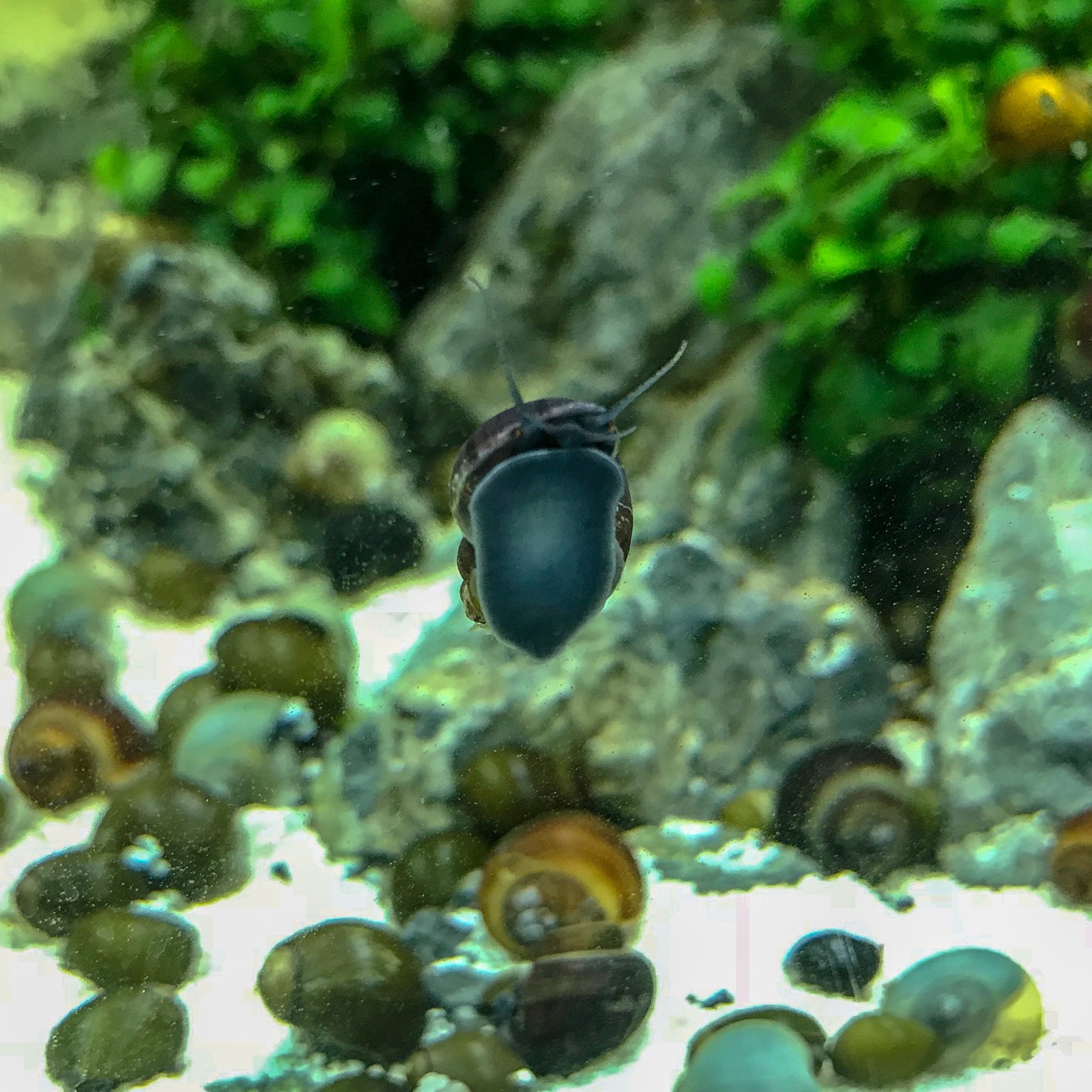 Mystery Snails