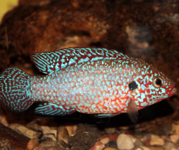 "Jewel Cichlid", Hemichromis bimaculatus