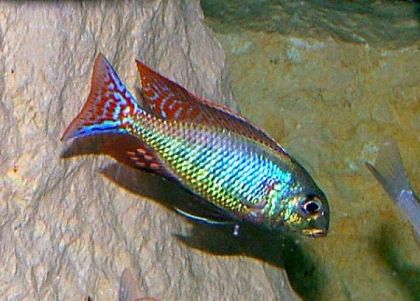 Colorful fish swimming in a natural underwater setting with rocks and water.