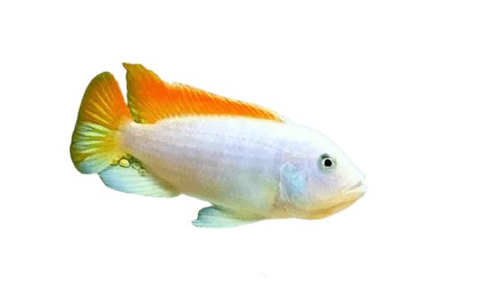 Ice Blue Zebra Albino Cichlid