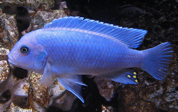Deep blue colored mbuna cichlid
