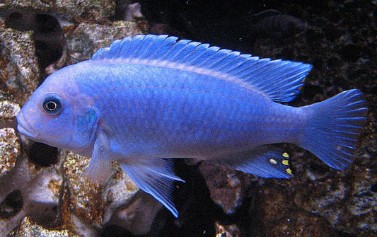 Deep blue colored mbuna cichlid