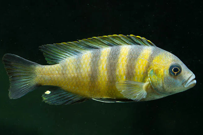 "Green Afra Cichlid", Metriaclima sp. Mbweca Afra