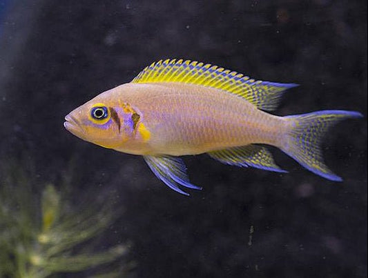 Neolamprologus pulcher African cichlid with yellow and blue fins swimming in aquarium