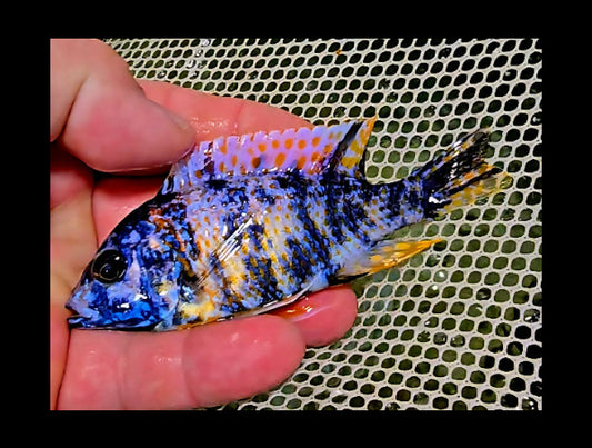 OB Peacock Blue/Yellow