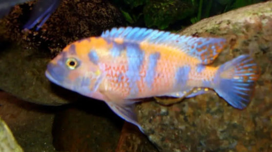 Orange base fish with black and blue pattern